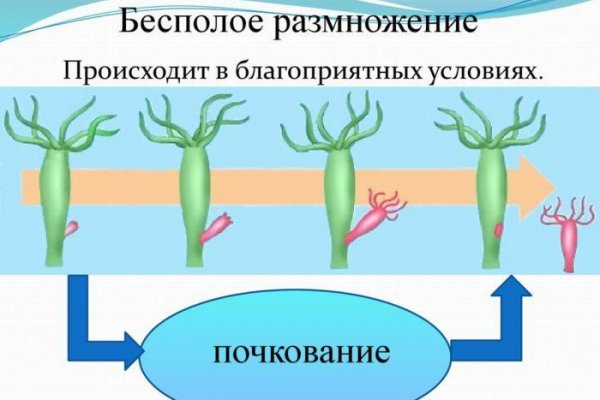 Правильная ссылка на кракен